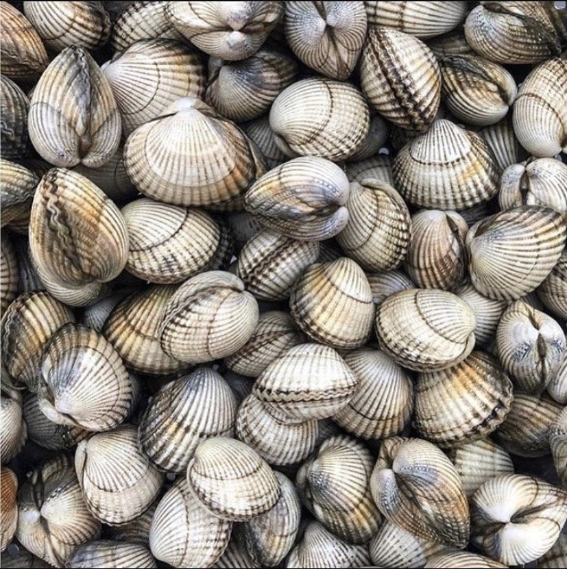 VONGOLE KUM MİDYESİ/KG