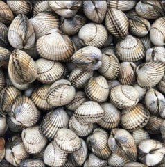 VONGOLE KUM MİDYESİ/KG
